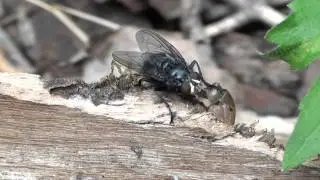 A Hungry Blow Fly (Calliphoridae: Cynoma cadaverina?) dines on Escargot
