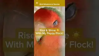 Good Morning, My Peppy Flock 🐦☀️ | Ep 1 | Feathered Fun & Bird Personalities