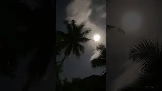 The Stunning Dance of Palm Trees and Moonlight at Night