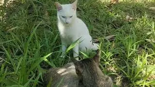 Cats fight cute but they are my pets.