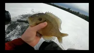 Early ice 2020! Crappies, bluegill and bonus northern pike.