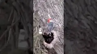 Red Head Bird