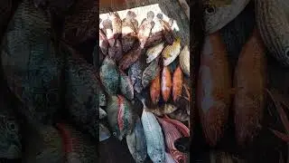 Amazing catch while fishing in the carribean#fishing #jamaica #caribbeanlife