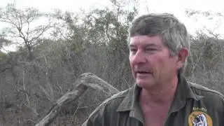 Lion vet Dr Mike Toft speaks about the process of translocating the animals