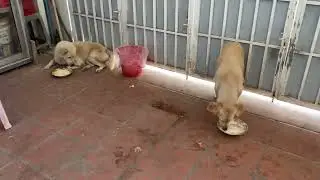 Golden dog team chill time play outside home with neighbors dogs #dogs #cutedog #happydog 