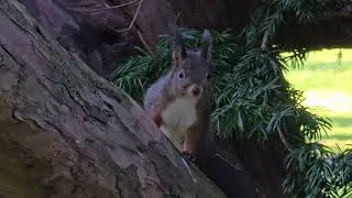 2025-12-30 LJUBLJANA Krajinski park Tivoli RODENTIA Sciurus vulgaris NAVADNA VEVERICA