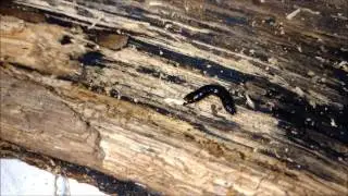 Stag betle larvae predator: click beetle larva!