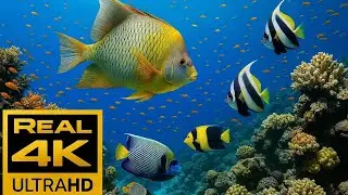 Soothing Underwater Fish & Ocean Sounds for Stress Relief, Anxiety Calm & Better Sleep