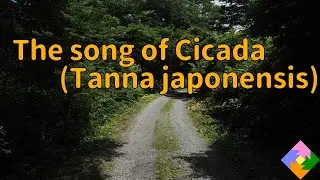 The song of Tanna japonensis