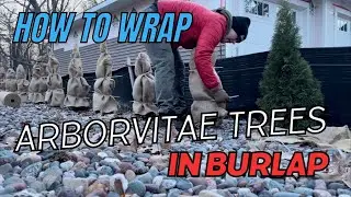 How to Protect Arborvitae Trees for Winter: Wrapping Arborvitae with Burlap