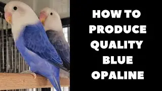How to produce quality Blue opaline| How to identify Blue opaline|Produce blue opaline lovebird