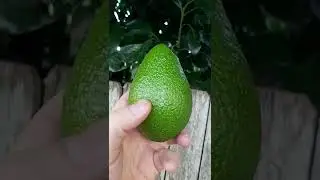 AVOCADO PICKING 🥑 🌳 #avocado #avocadotree