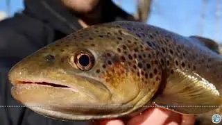 S8 Ep 4 Chilly Waters and Crafty Flies - A New Year Fishing Report with George Costa