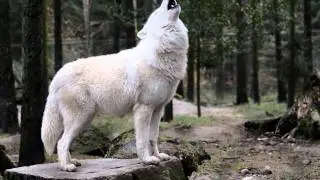 Polar Wolf howling - Heulender Polarwolf