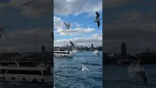 İSTANBUL BOĞAZI MARTILAR GEMİLER SİMİT ATAN İNSANLAR &Uuml;SK&Uuml;DAR SAHİL