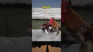 Chicken friends are angry because they disturb the turkey
