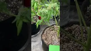 Grow Tent ft Forbidden Lilac by @eastcoastdankness2580 , Mac 1, SlurriKing 1&2, Clone, White Widow