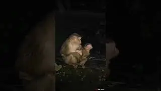 10-04-24 #abandonedmonkey #poorabandonedmonkey #monkeywildlife