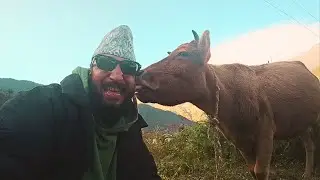 She&rsquo;s Here &mdash; Our First Cow! 🐄 | A New Beginning at Methang Farm 🇳🇵