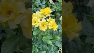Beautiful Rose Garden #travel #nature #europe #flowers #garden #beautiful #summer #rose #flowers