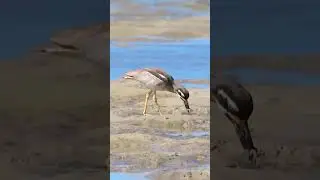 Great Stone-curlew or Great Thick-knee #birds #flowersbloom #animals #springbloom #wildlife