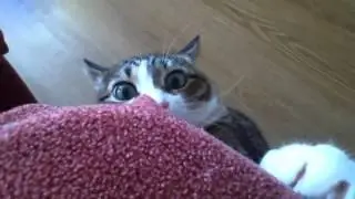 Crazy cat 1