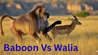 Endemic Animals ብርቅዬ እንስሳት Gelada Baboon ጭላዳ Walia/ዋልያ/ wolf fox ቀይ ቀበሮ only  Ethiopia ኢትዮጵያ ውስጥ ብቻ