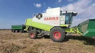 Добрий урожай соняшників піонер. Жнива 2023р. Claas Lexion 450