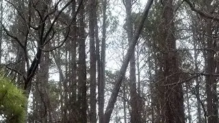 Tree service crews rush to remove Helene-damaged trees ahead of possible ice storm
