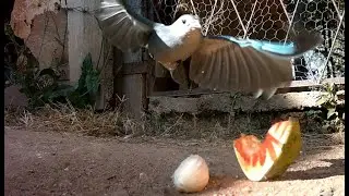 Sa&iacute;ra Amarela e Sanha&ccedil;o comendo frutas - C&acirc;mera de Trilha Mini 301