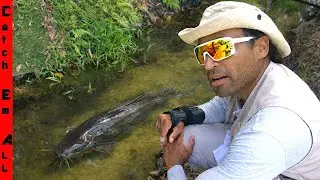 We FOUND an Absolute GIANT Invasive WALKING CATFISH in this CANAL! **World Record**