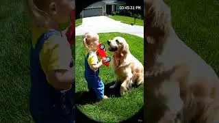 CCTV captures the most responsible babysitter 🐶💖 #DogsForKids #CCTVWonders #WholesomeMoments