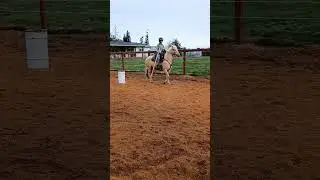 A Glitch in the Matrix!!#horse #viral #horseriding #enjoy #horsetraining #equestrian
