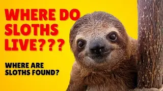 Where Do Sloths Live? Sloth Habitat - Where Are Sloths Found?