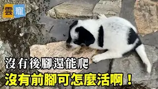 先天殘廢的小狗經常被流浪狗媽媽扔掉，可能她知道小狗以後很難存活吧！