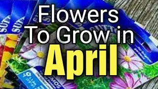 What Flowers to Sow and Grow in April