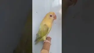 Dun Fallow Lovebird Ready to Breed #short  #palefallow #breedingbirds