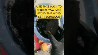 Preparing Yellow Yam for Sprouting | Mini-Set Technique STEP 1