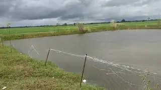 Lime water treatment in pond @A.Ivlogs-yr19
