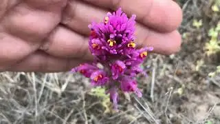 The Owl&rsquo;s Clover // Arizona Wildflowers