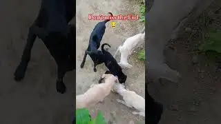 Dog Feeding 😀 | Travel Journey | #shorts #dog #travel