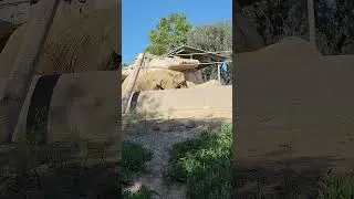 African Elephants Wandering Around