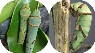 Common Mormon|Swallowtail butterfly 🦋 Egg to Adult-01 @AmHumann Papilio polytes| Lime Butterfly