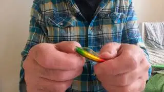 Tasmanian Devil 13.5  gr