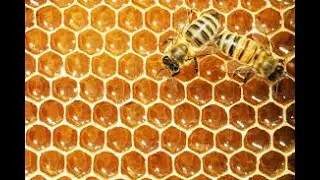 Fraudulent honey