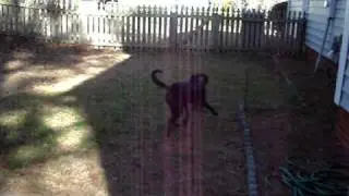 Beagle vs Lab