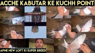 NEW LOFT KI BREEDING - ACCHE KABOOTAR KI PEHCHAN KUCHH POINT (KABOOTARBAZI)