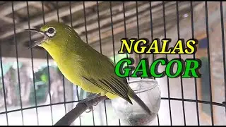 Pleci GACOR Ngalas Manggil Lawan