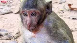 King of Cry Baby Monkey Very Hungry, Mum share food please!