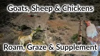 Goats, Chickens and Sheep on the Desert Homestead - Food time!